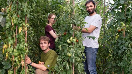 Im Folientunnel gedeihen Tomaten und viele andere biologisch gedüngte Gemüsepflanzen prächtig. Nils, Marlene und Noorullah (v. l. n. r.) brauchen nur noch zuzugreifen.