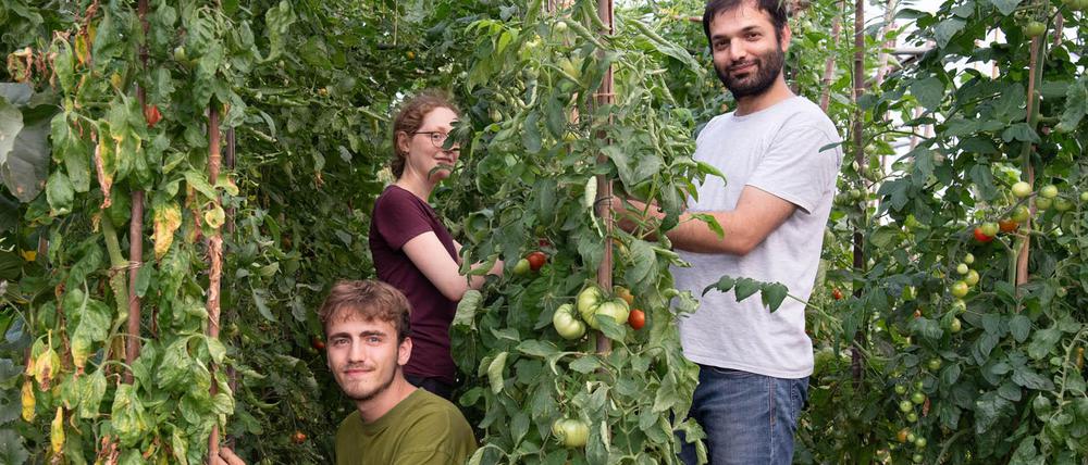 Im Folientunnel gedeihen Tomaten und viele andere biologisch gedüngte Gemüsepflanzen prächtig. Nils, Marlene und Noorullah (v. l. n. r.) brauchen nur noch zuzugreifen.