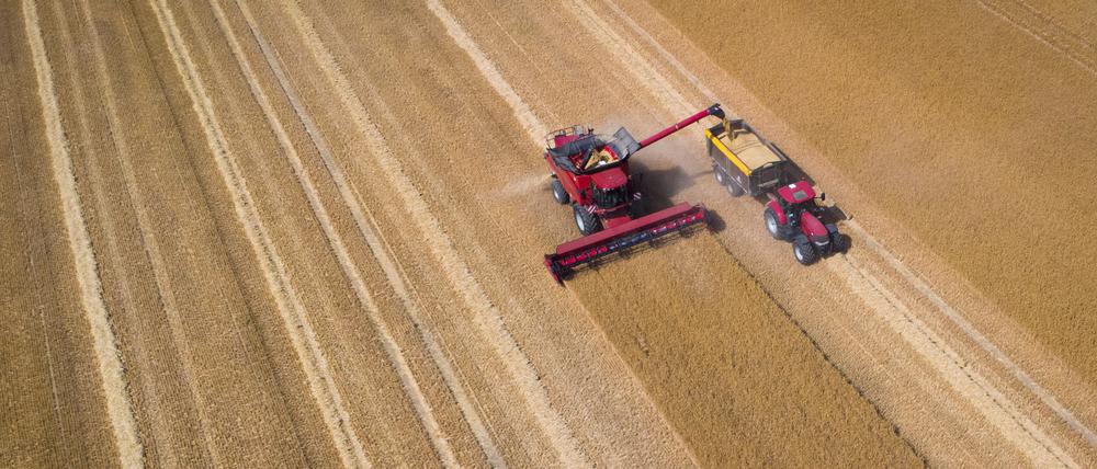 Mit einem Mähdrescher wird Wintergerste auf einem Feld geerntet.