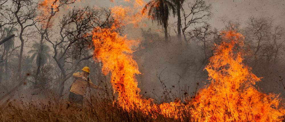 Das Feuer richtet Verwüstung in der gesamten Region an.