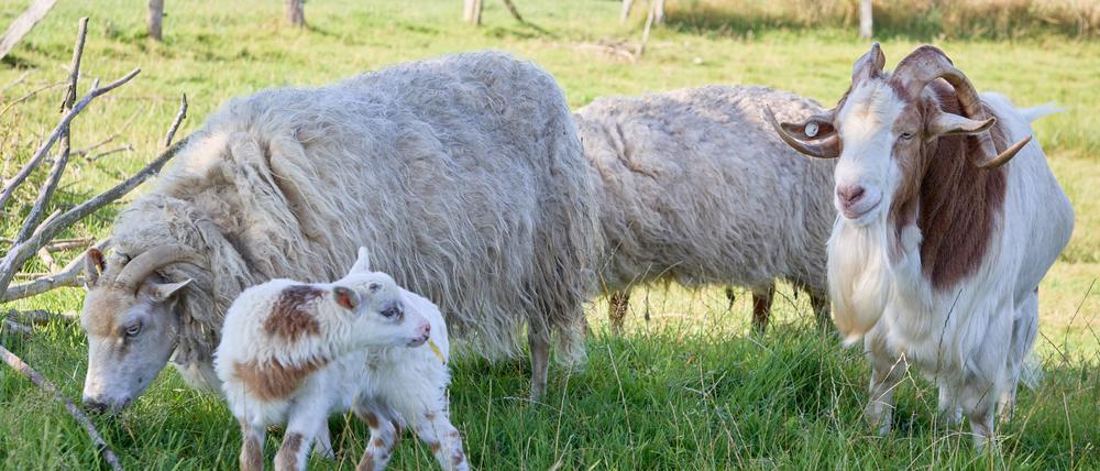 Kein Familienporträt: Schaf-Mama Selma (links), das Junge Flumo und Ziegenbock Rune (rechts).