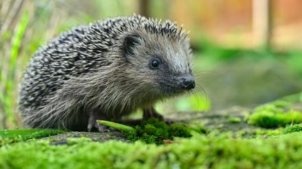Der kleine und nur etwa 200 Gramm leichte Igel mit Namen «Bärbel» erkundet das Freigehege einer Igelstation. 
