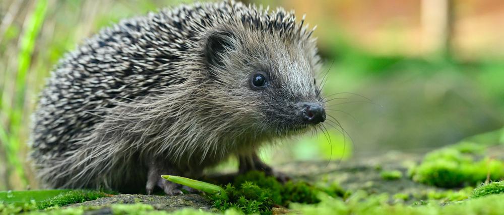 Der kleine und nur etwa 200 Gramm leichte Igel mit Namen «Bärbel» erkundet das Freigehege einer Igelstation.