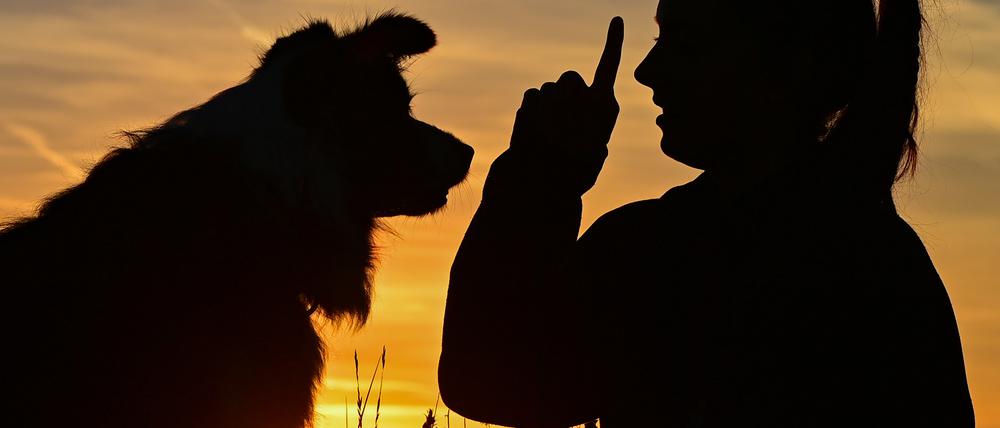 Durch verlangsamtes Sprechen können Hunde die Menschen tatsächlich besser verstehen.