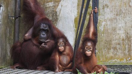 Das undatierte Handout-Foto der BOS Foundation zeigt die Orang-Utan-Mama Du mit ihrem Sohn Dai und Adoptivtochter Dumel im Rettungszentrum Nyaru Menteng auf Borneo. 