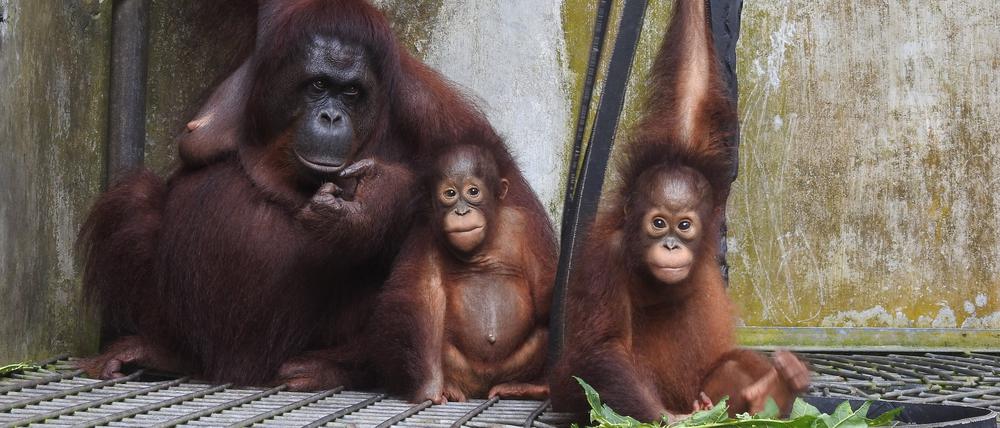 Das undatierte Handout-Foto der BOS Foundation zeigt die Orang-Utan-Mama Du mit ihrem Sohn Dai und Adoptivtochter Dumel im Rettungszentrum Nyaru Menteng auf Borneo.