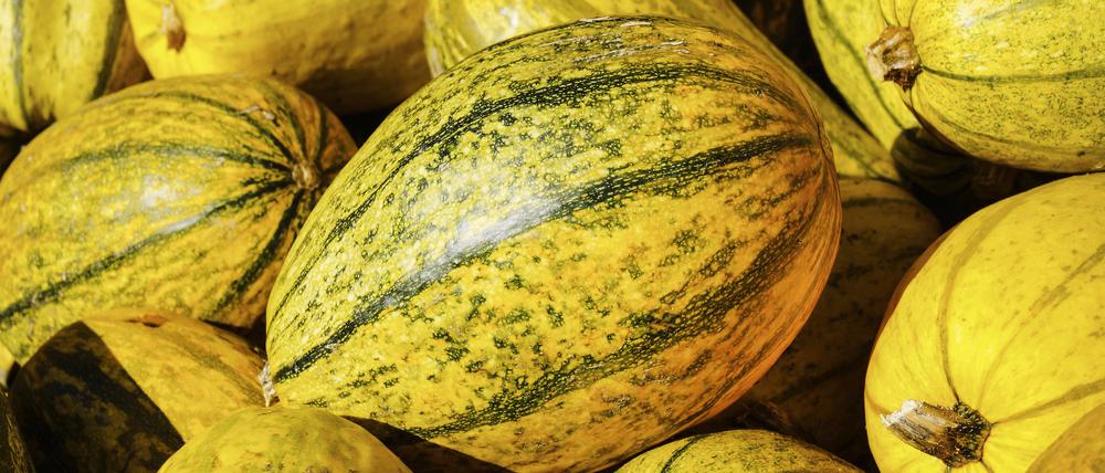 Gerade im Trend: der Spaghettikürbis.