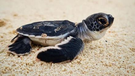 Eine junge Grüne Meeresschildkröte. (Chelonia mydas)