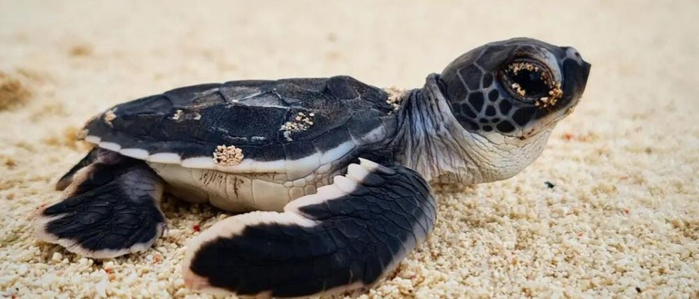 Eine junge Grüne Meeresschildkröte. (Chelonia mydas)