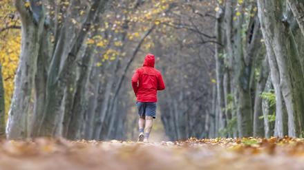 Ein Mann joggt im Herbst eine Allee entlang.
