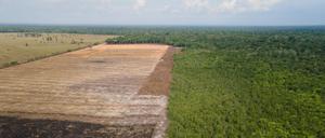 Verbrannte und abgeholzte Flächen wie hier im Amazonas-Gebiet sollen künftig durch das Gesetz verhindert werden. (Archivbild) 