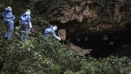 Ein Forscherteam sammelt Fledermäuse, um die Verbreitung des Marburg-Virus zu erforschen (Uganda 2018).