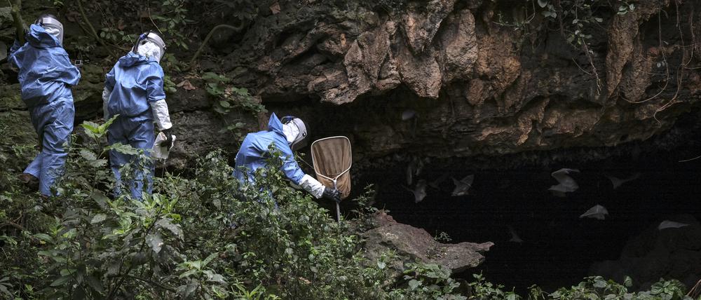 Ein Forscherteam sammelt Fledermäuse, um die Verbreitung des Marburg-Virus zu erforschen (Uganda 2018).