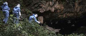 Ein Forscherteam sammelt Fledermäuse, um die Verbreitung des Marburg-Virus zu erforschen (Uganda 2018).