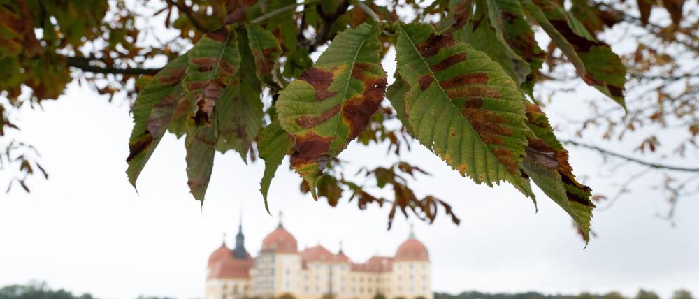 Herbst am Schloss Moritzburg nahe Dresden.