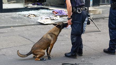 Ein Polizeihund sucht nach Explosionen in den Trümmern eines Geschäftes in der Ehrenstraße in Köln.