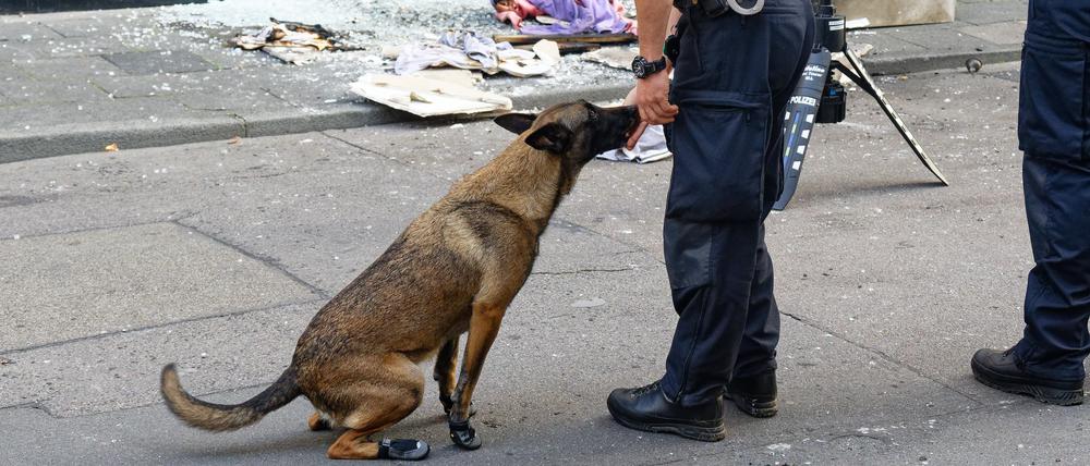 Ein Polizeihund sucht nach Explosionen in den Trümmern eines Geschäftes in der Ehrenstraße in Köln.