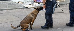 Ein Polizeihund sucht nach Explosionen in den Trümmern eines Geschäftes in der Ehrenstraße in Köln.