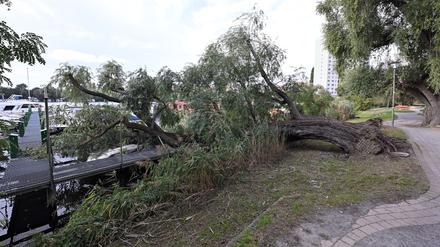 Umgestürzte Weide in der Potsdamer Havelbucht
