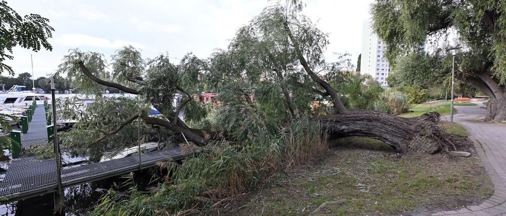 Umgestürzte Weide in der Potsdamer Havelbucht