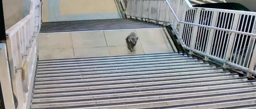 Koalas sind durch die urbane Entwicklung zunehmend bedroht.