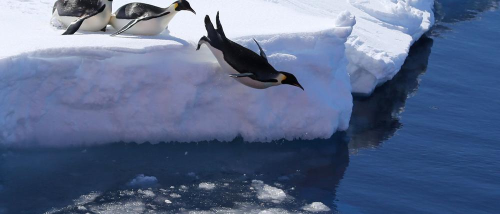 Das Meeresschutzgebiet ist die Heimat vieler Pinguine. (Symbolbild)