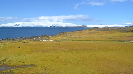 Grüne Landschaft auf Barrientos Island: Das Pflanzenwachstum im Klimawandel könnte die größte Wildnis auf der Erde grundlegend verändern.