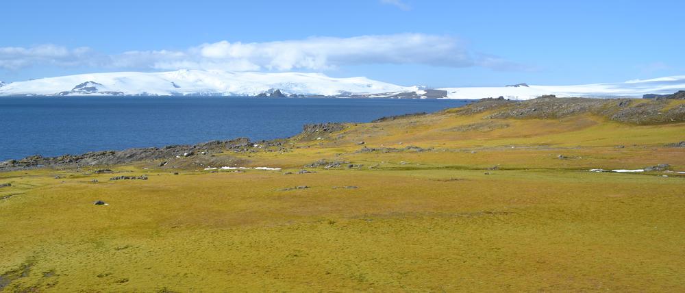 Grüne Landschaft auf Barrientos Island: Das Pflanzenwachstum im Klimawandel könnte die größte Wildnis auf der Erde grundlegend verändern.