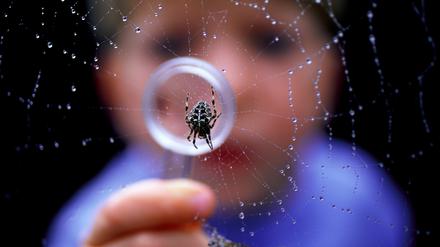 Ein Kind schaut mit einer Lupe eine Spinne an.