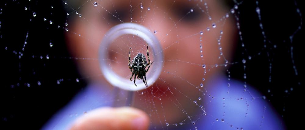 Ein Kind schaut mit einer Lupe eine Spinne an.