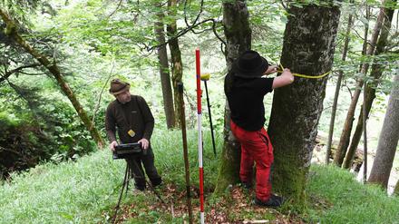 Für den Bericht wird eine Stichprobe des Waldes untersucht.