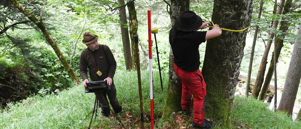 Für den Bericht wird eine Stichprobe des Waldes untersucht.