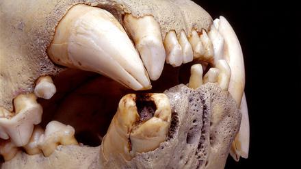 Im Gebiss zweier 130 Jahre alter Löwenschädel aus Kenia fanden Forscher die Haare verschiedener Beutetiere, auch von Menschen. 