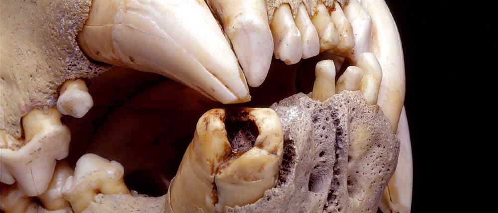 Im Gebiss zweier 130 Jahre alter Löwenschädel aus Kenia fanden Forscher die Haare verschiedener Beutetiere, auch von Menschen.