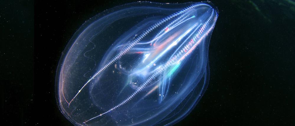 Ist die Meerwalnuss Mnemiopsis leidyi verletzt, kann sie mit anderen Quallen fusionieren.