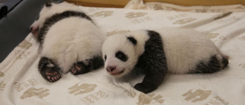 Die Panda-Zwillinge in Berlin haben ihre Augen geöffnet.