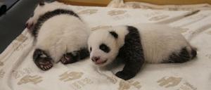 Die Panda-Zwillinge in Berlin haben ihre Augen geöffnet.