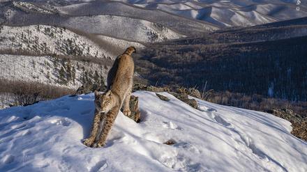 Igor Metelskiy gewann in der Kategorie „Tiere in ihrem Lebensraum“ mit einem Foto eines Luches, der sich im russischen Lazovsky District in der Abendsonne streckte.