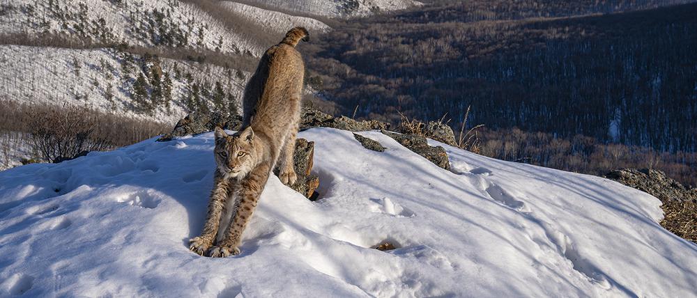 Igor Metelskiy gewann in der Kategorie „Tiere in ihrem Lebensraum“ mit einem Foto eines Luches, der sich im russischen Lazovsky District in der Abendsonne streckte.