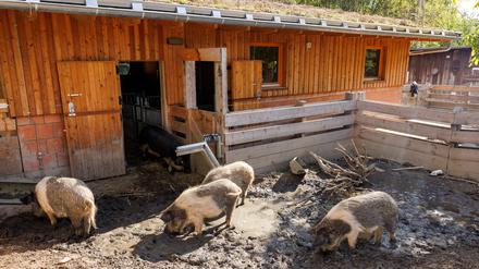 Museumsdorf Düppel: Jetzt konnte ein durch Spenden finanzierter Schweinstall eingeweiht werden. Die nächste Spendenkampagne läuft – auch die Schafe benötigen neuen Wohnraum.