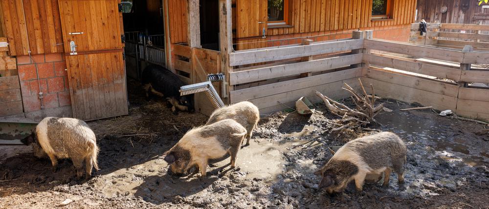 Museumsdorf Düppel: Jetzt konnte ein durch Spenden finanzierter Schweinstall eingeweiht werden. Die nächste Spendenkampagne läuft – auch die Schafe benötigen neuen Wohnraum.