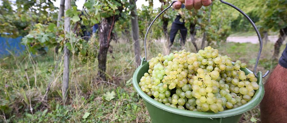 Die Weinernte 2024 fällt voraussichtlich fast fünf Prozent geringer aus als im Vorjahr. (Archivbild)