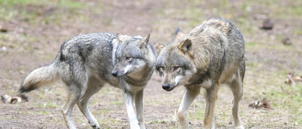 Ein Bündnis gegen Wilderei kritisiert, dass die Strafverfolgung bei illegalen Wolfs-Tötungen in Brandenburg vernachlässigt wird. (Archivbild)