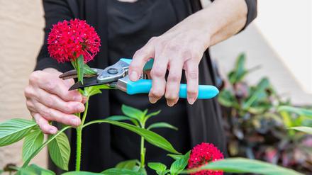 Hände eine Seniorin, die Blumen abschneidet.