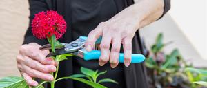 Hände eine Seniorin, die Blumen abschneidet.