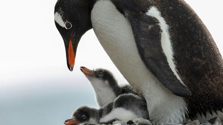 In der Antarktis leben Pinguin-Kolonien. 