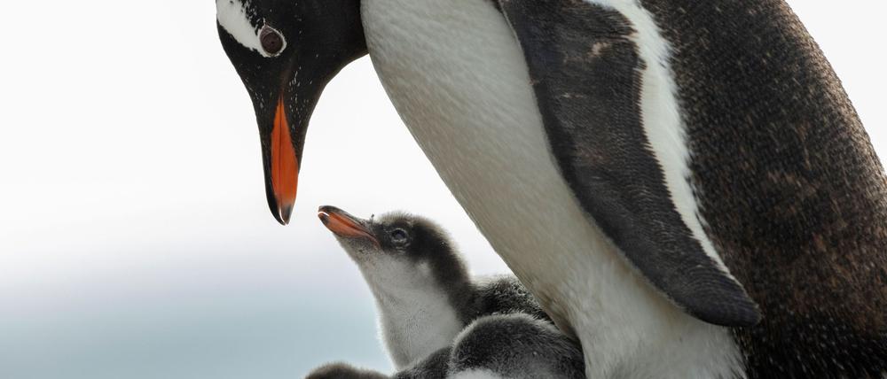 In der Antarktis leben Pinguin-Kolonien.
