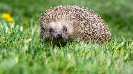 Ein Igel läuft nach seinem Winterschlaf durch einen Garten. Die Hitze macht nicht nur einigen Menschen zu schaffen - auch Igel leiden unter dem trockenen Sommer. +++ dpa-Bildfunk +++