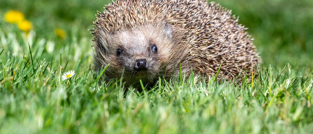 Ein Igel läuft nach seinem Winterschlaf durch einen Garten. Die Hitze macht nicht nur einigen Menschen zu schaffen - auch Igel leiden unter dem trockenen Sommer. +++ dpa-Bildfunk +++