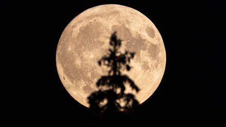 Der aufgehende Vollmond in Hessen hinter der Spitze einer Fichte im Wald am Großen Feldberg.